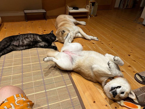 茶々ちゃんと蘭丸くん