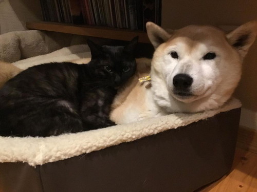 茶々ちゃんと蘭丸くん