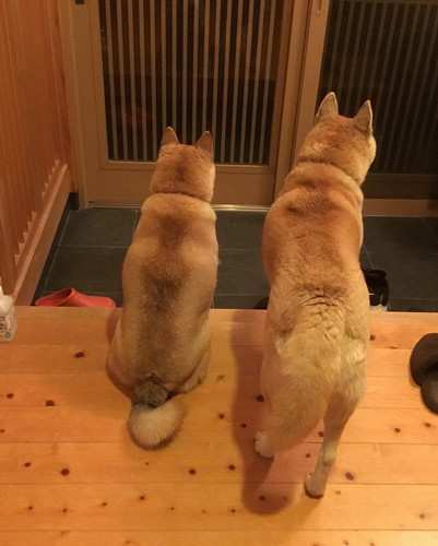 茶々ちゃんと蘭丸くん