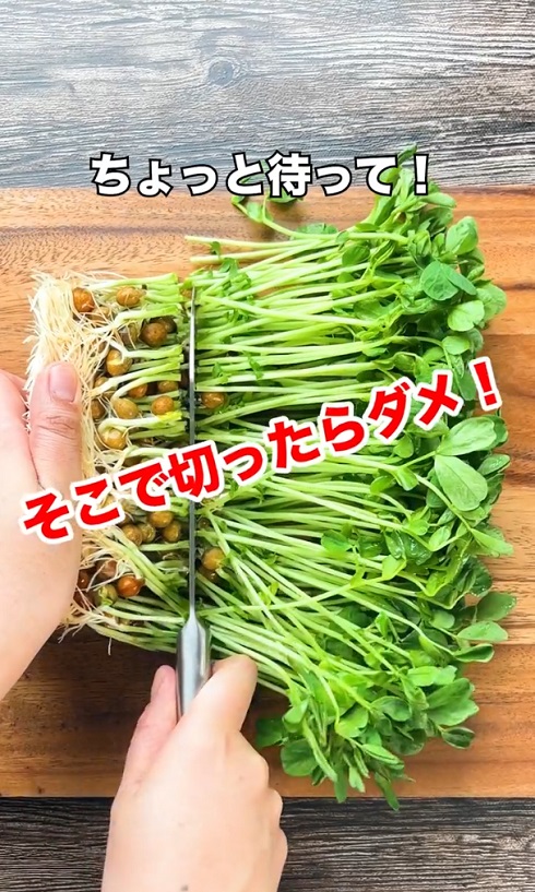 豆苗　切る位置　育て方