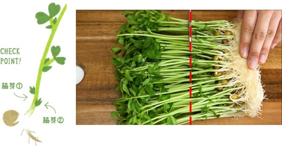 豆苗　切る位置　育て方