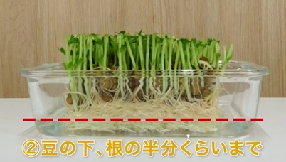 豆苗　切る位置　育て方