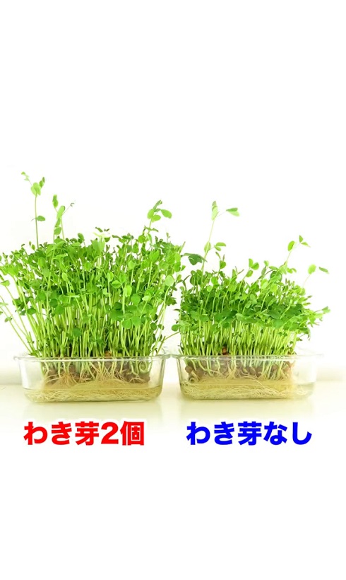 豆苗　切る位置　育て方