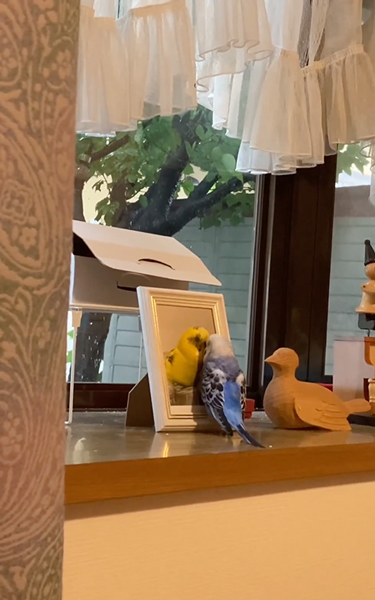 遺影に寄り添うインコ