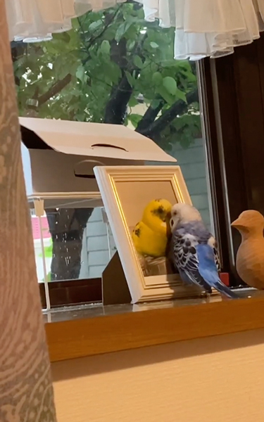 天国に行ったインコに話しかける