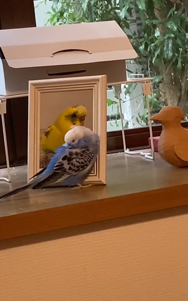 天国に行ったインコが好きなインコ