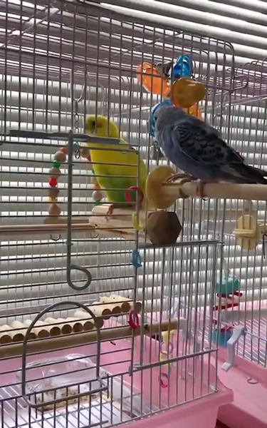 あっち向いてホイインコ