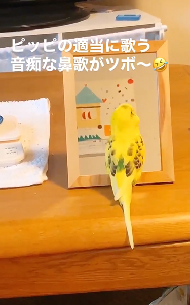 歌が好きなインコ出