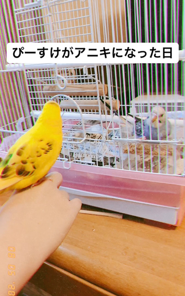 兄になったインコ
