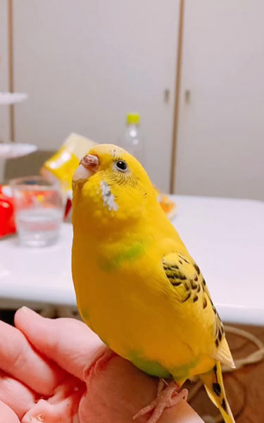 インコとの思い出