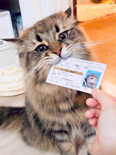 猫手作りカード