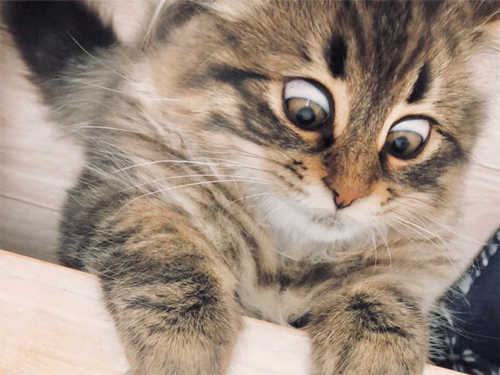 表情豊かなヤマネコくん