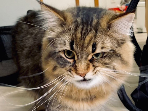 表情豊かなヤマネコくん