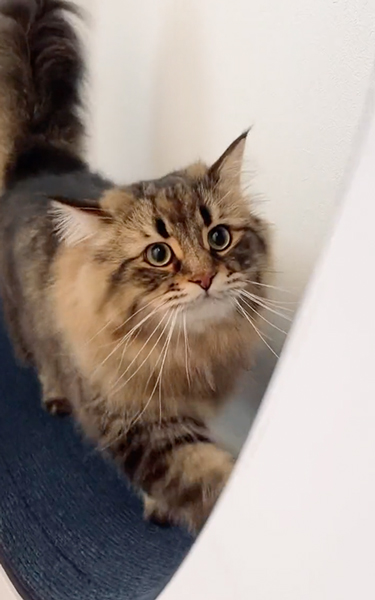 回し車にのる猫