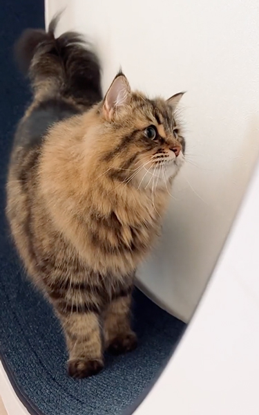 不思議そうな猫