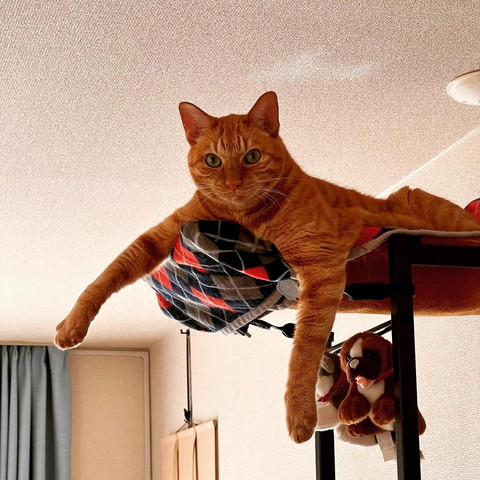 タワーに猫