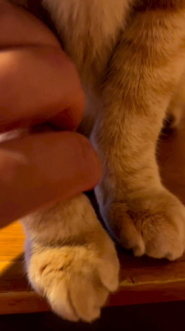 前足さわる飼い主