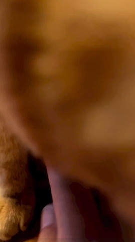 ぶれてる猫