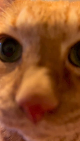 猫ドアップ