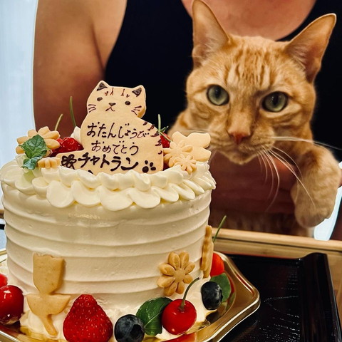 ケーキと猫
