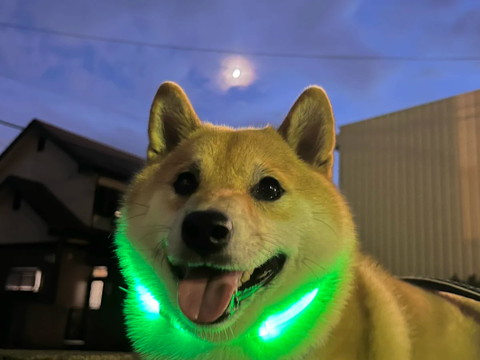 光る月と犬