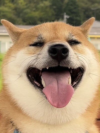 柴犬笑顔