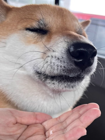 うっとりしているワンコ