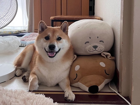 ぬいぐるみの隣で笑顔ワンコ