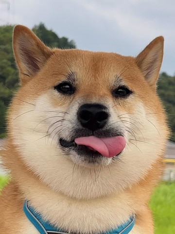 舌だしてるワンコ