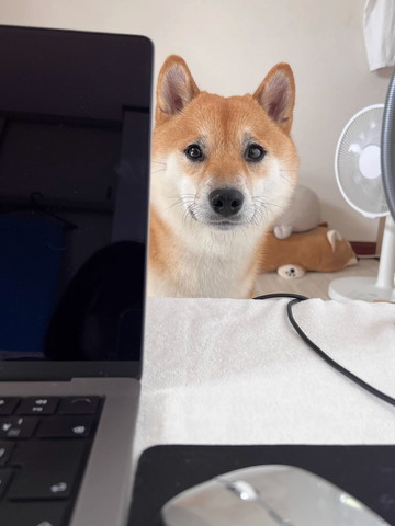 パソコンの後ろから顔出すワンコ