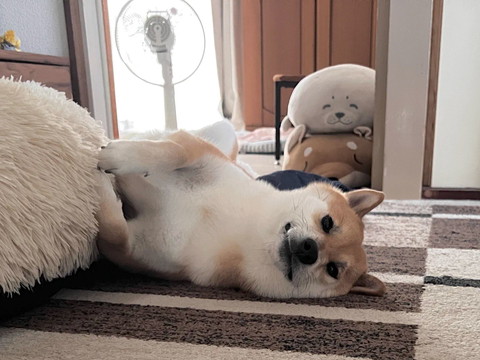 横になってカメラ目線ワンコ