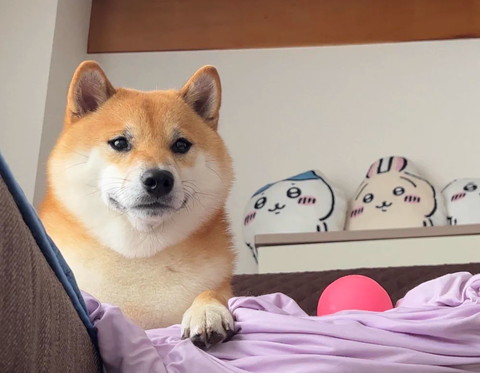 ピンクのボールとワンコ