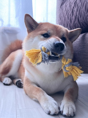 おもちゃくわえてるワンコ