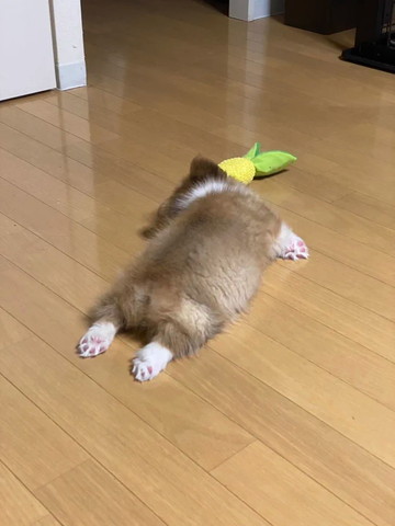 寝てる子犬後ろ姿