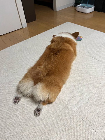 おもちゃとまどろむワンコ後ろ姿