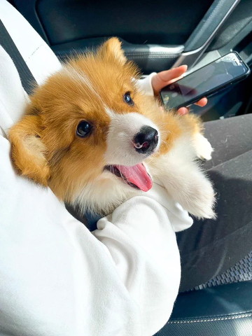抱っこされてる子犬