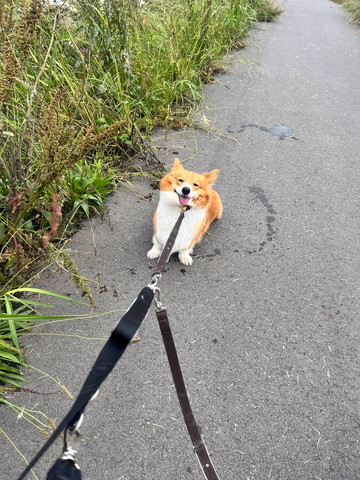 散歩拒否ワンコ