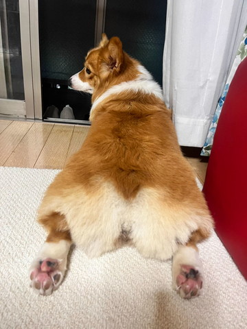コーギーお尻アップ