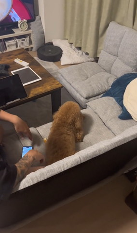 ワンコの背中上から