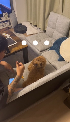 カメラ目線で振り返るワンコ