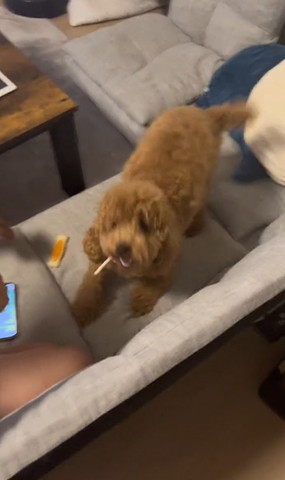 ガムくわえてるワンコ