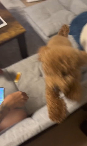 ソファの背もたれにのぼろうとするワンコ