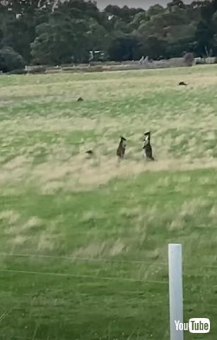 ケンカするカンガルー