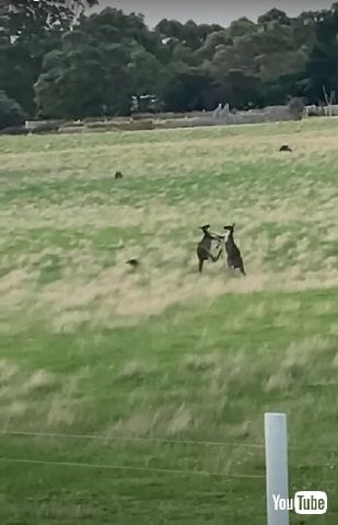 ケンカするカンガルー