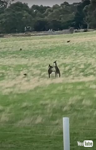 ケンカするカンガルー
