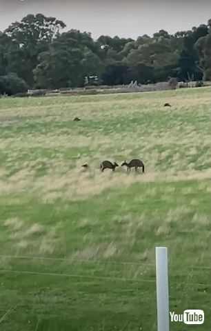 ケンカするカンガルー
