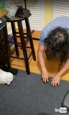 まねするうさぎ