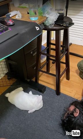 まねするうさぎ