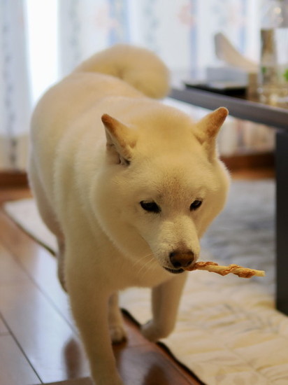 おやつをくわえた犬