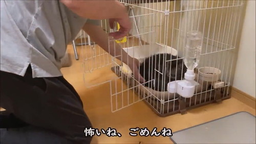 家のケージへ